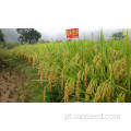 Bom preço para qianliangyou 58 semente de arroz